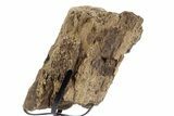 Fossil Triceratops Limb Section w/ Metal Stand - South Dakota #340079-2